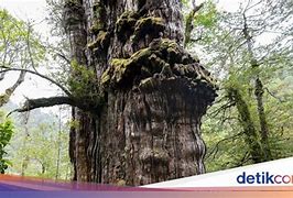 Pohon Tertua Di Dunia Yang Masih Hidup